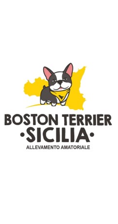 boston-terrier-sicilia-big-0