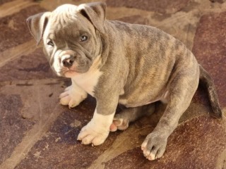 American bully