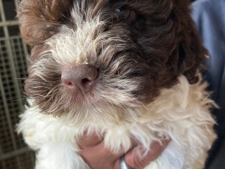 Lagotto romagnolo