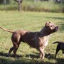allevamento-american-pit-bull-terrier-in-standard-ukc-simpcagafflarum-small-1