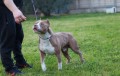 allevamento-american-pit-bull-terrier-in-standard-ukc-simpcagafflarum-small-2