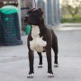 allevamento-american-pit-bull-terrier-in-standard-ukc-simpcagafflarum-small-5