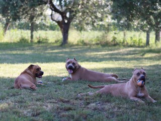 Allevamento American Pit Bull Terrier in standard Ukc Simpca/Gaff/Larum