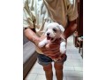 maltesi-cuccioli-con-pedigree-small-3