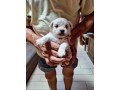 maltesi-cuccioli-con-pedigree-small-2