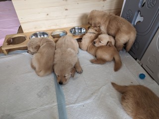 Golden Retriever Altissima Genealogia