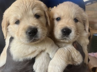 Cuccioli di golden retriever con pedigree