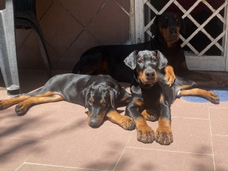 Cucciolo di dobermann