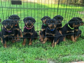 Cuccioli di Rottweiler con Pedigree