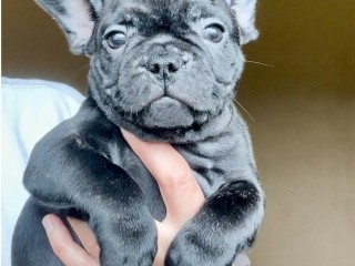 Meraviglioso cucciolo di Bouledogue Francese