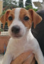 femminucce-jack-russell-terrier-small-0