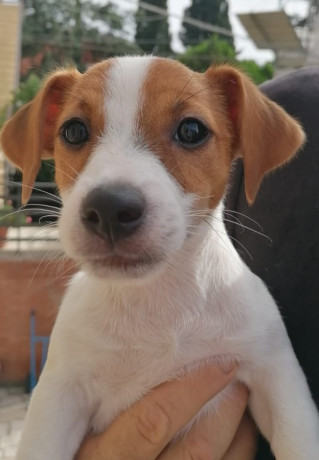 femminucce-jack-russell-terrier-big-0