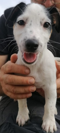 femminucce-jack-russell-terrier-big-1
