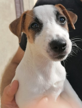 femminucce-jack-russell-terrier-big-2
