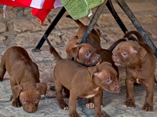 Cuccioli di Pitbull