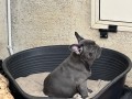 cuccioli-di-simil-bulldog-francese-blu-small-2