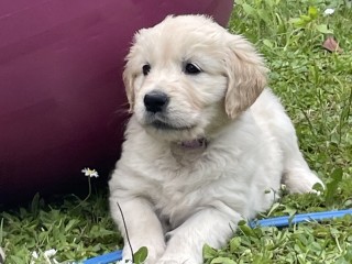 Snow Blink Golden Retriever