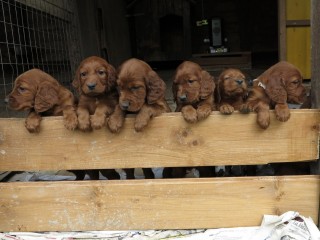 SETTER IRLANDESE SIMPATICO ROSSO