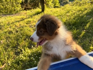 Australian Shepherd