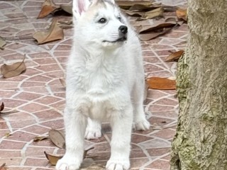 Ultimo cucciolo Siberian Husky 1 M