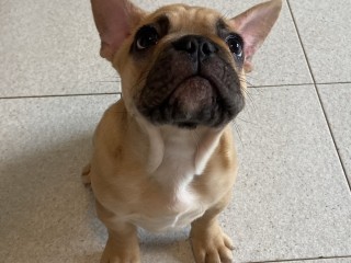 Simil Bulldog francese