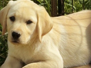 Labrador cuccioli