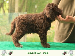 Lagotto romagnolo