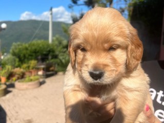 Cuccioli Golden Retriever a