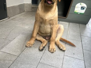 Cucciolo labrador