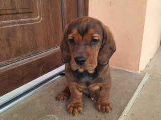 Cucciolo di Alpenlaendische Dachsbracke