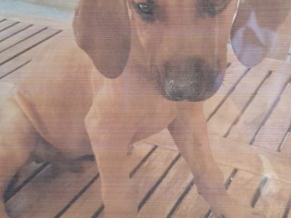 Cuccioli Rhodesian Ridgeback