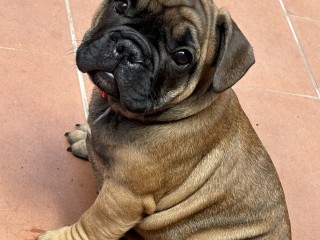 Cuccioli di simil bulldog francese