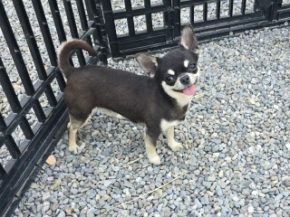 Chihuahua maschio