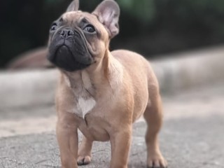 Bouledogue Francese cucciolo