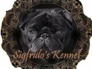 All. Sigfrido's Kennel - Carlino e Bouledogue Francese