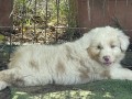 cucciolo-australian-shepherd-small-0