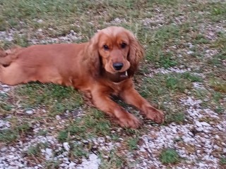 Vendesi simil Cocker spaniel