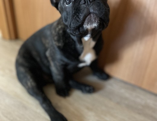 Cucciolo Bulldog Francese 4 mesi con pedigree
