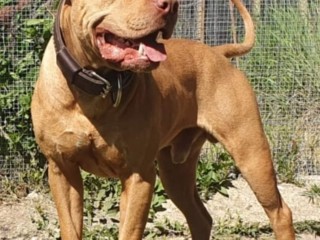 Pitbull rbjbt con pedigree A.D.B.A. disponibile per monte