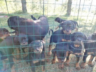 Cuccioli di rottweiler in vendita