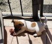 cuccioli-simil-jack-russell-terrier-small-0
