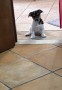 cuccioli-simil-jack-russell-terrier-small-1