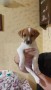 cuccioli-simil-jack-russell-terrier-small-3