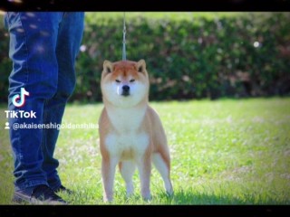 Shiba inu & Golden Retriever Americano