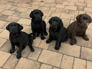 Cuccioli Labrador Retriever