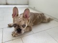 cucciola-simil-bulldog-francese-esotico-small-4