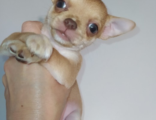 Simil Chihuahua toy cucciola choco red