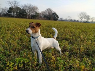 Giovane stalloncino Jack Russell Terrier a pelo liscio