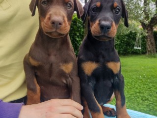 Cuccioli Dobermann selezionati