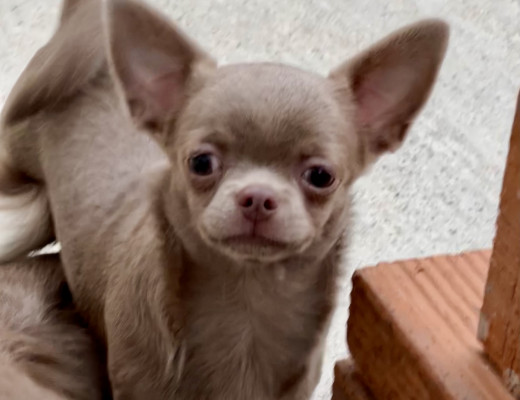 Chihuahua lilac con pedigree Zak